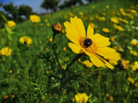 Blume, Käfer, Gelb, Feld, Makro, Natur