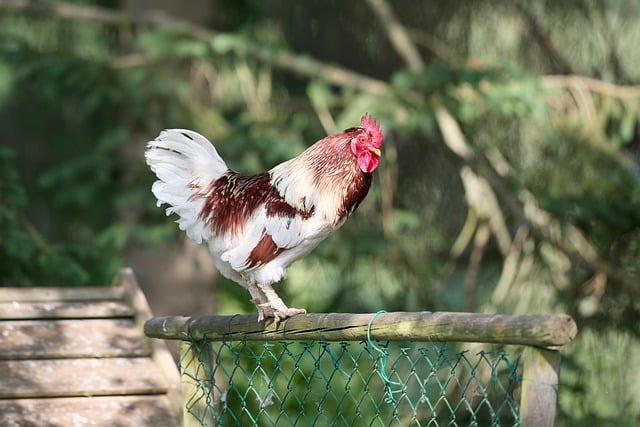 Gallo, Plumas, Blanco, Marrón, Campo