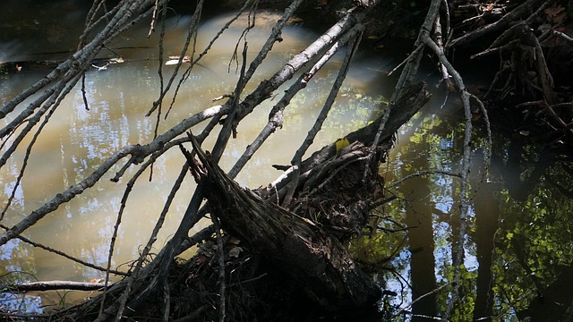 Free Forest Log photo and picture