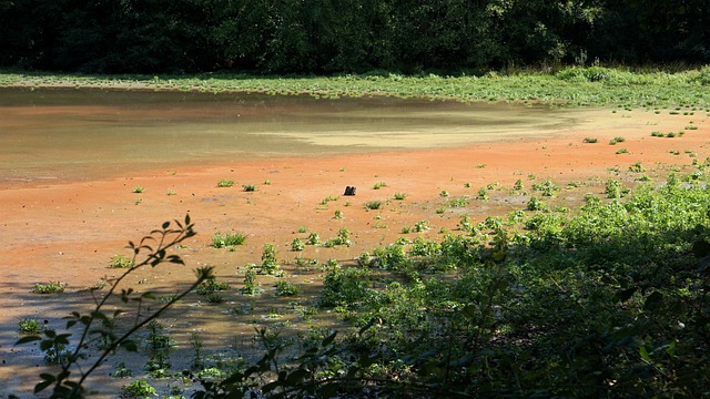 Free Pond Greenery photo and picture