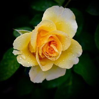 Rose, Gelbe Rose, Blütenblätter