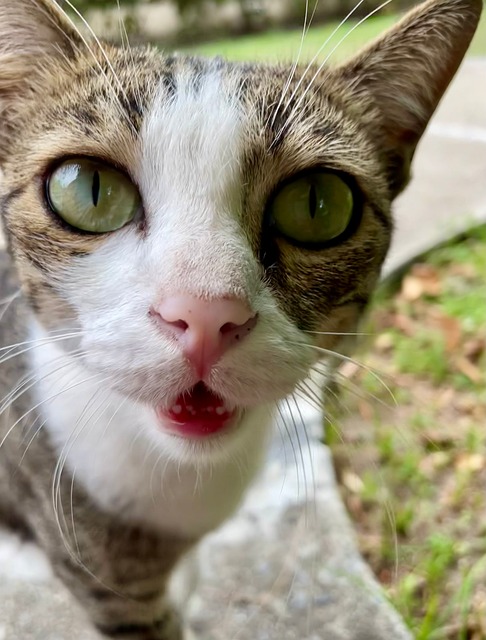 Free Cat Curiosity photo and picture