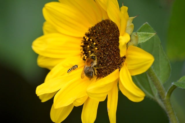 Download free HD stock image of Sunflower Bee Free Sunflower Bee photo and picture