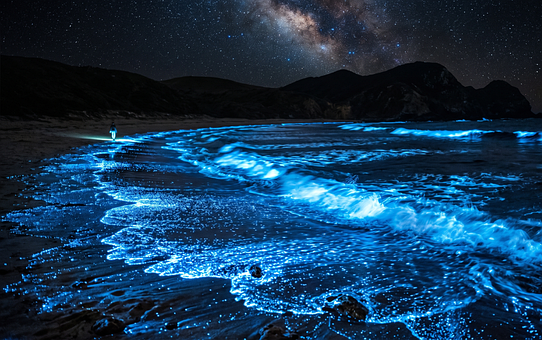 Bioluminescens, Lysende, Plankton