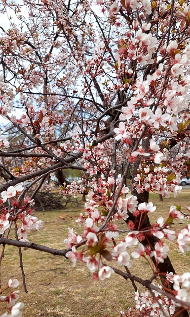Free Tree Blossoms photo and picture