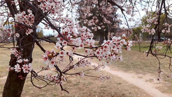 Free Blooming Tree Pink Blossoms photo and picture