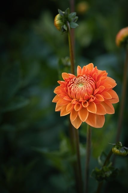 Free Dahlia Flower photo and picture
