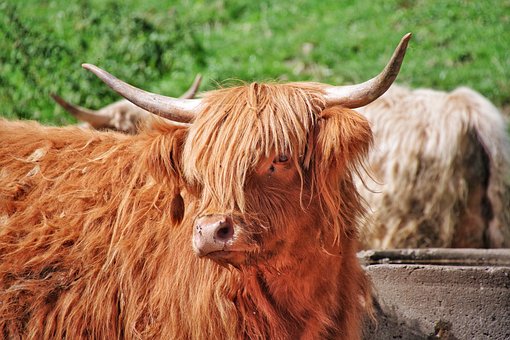 Free Scottish Highland Cattle Long Fur photo and picture