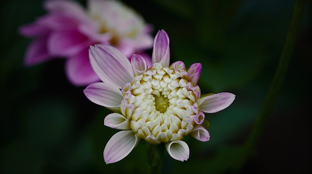 Free Dahlia Beautiful Wallpaper photo and picture