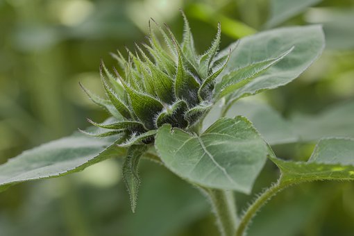 Free Bud Sunflower photo and picture