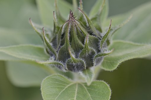 Free Sunflower Bud photo and picture
