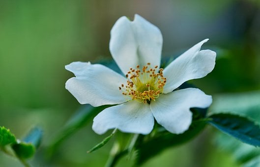 Vild Rose, Hvid Blomst, Støvdragere