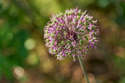 Allium, Lilla Blomst, Pynteløg