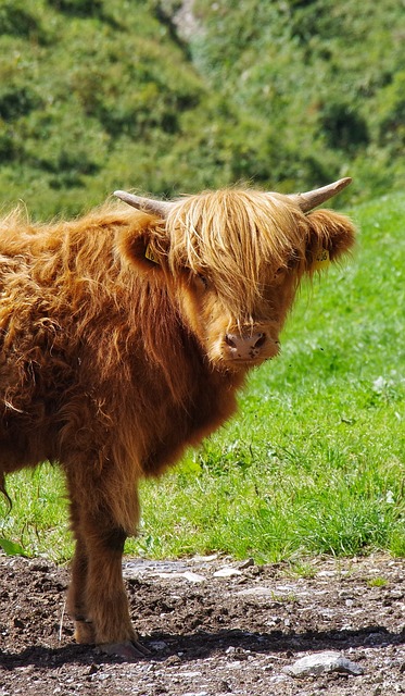 Free Highland Cow Nature photo and picture
