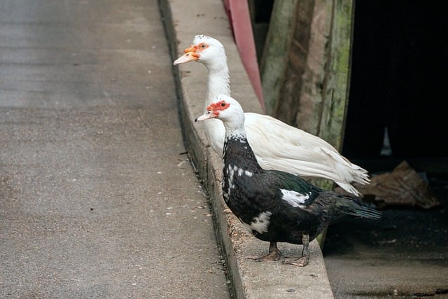 Patos Criollos, Naturaleza