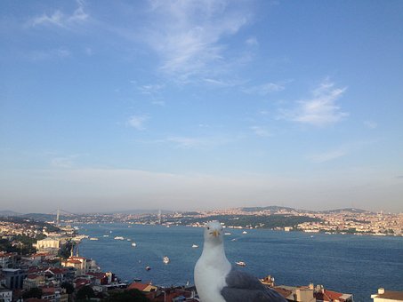 Istanbul, Möwe, Bosporus, Galataturm