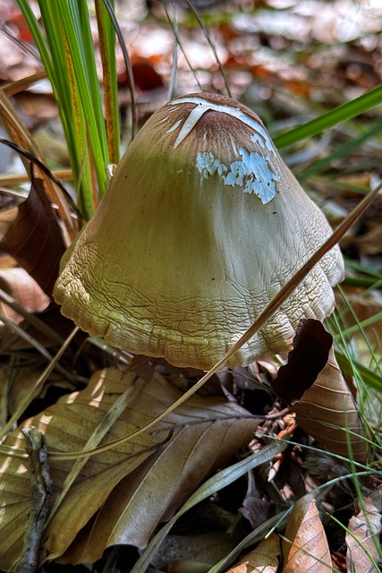 Houba, Listí, Brandenburg, Příroda