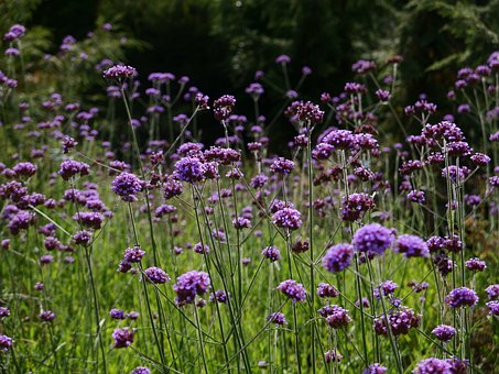 Free Verbena Violet Flowers photo and picture