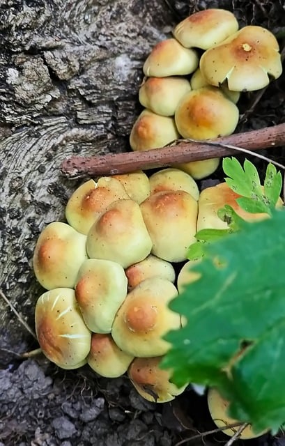 Cogumelos, Cogumelo De Mel, Natureza