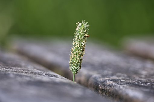 Free Grass Macro photo and picture
