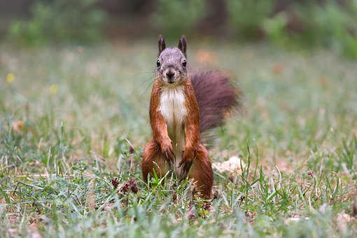 กระรอก, กระรอกแดง, Sciurus Vulgaris