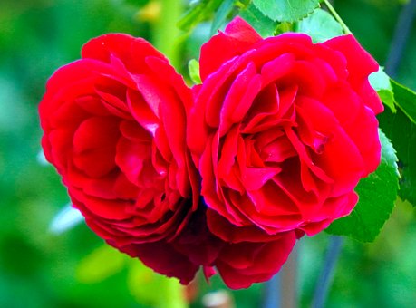 Free Red Rose photo and picture