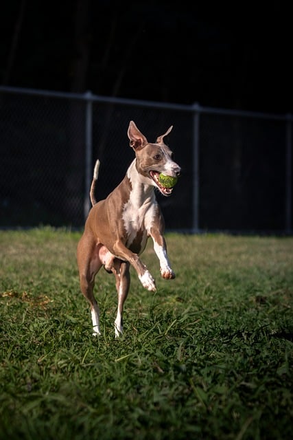 Free Italian Greyhound Dog photo and picture