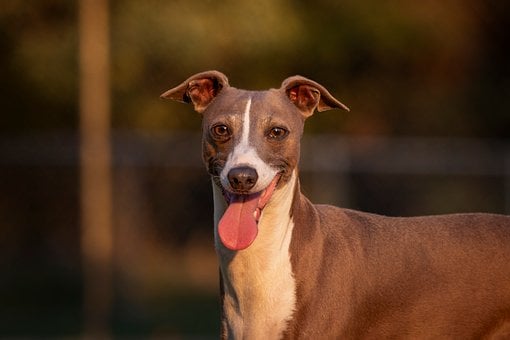 Free Dog Greyhound photo and picture