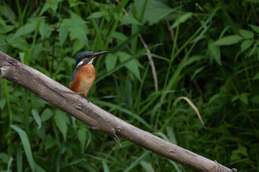 Free Kingfisher Bird photo and picture