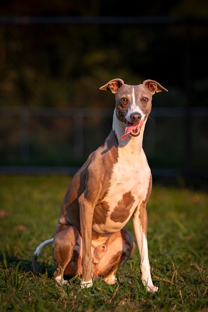 Free Italian Greyhound Greyhound photo and picture