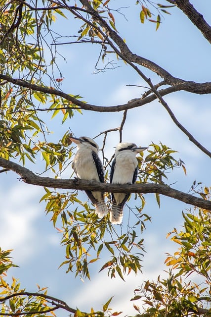 Free Birds Kookaburra photo and picture