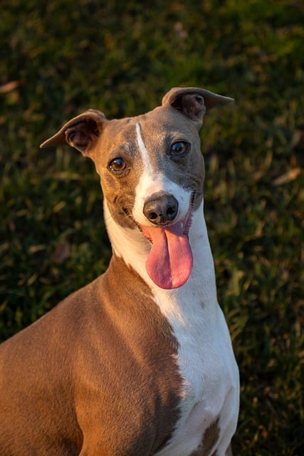 Free Italian Greyhound Pet photo and picture