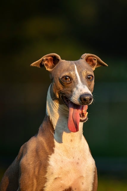 Free Italian Greyhound Pet photo and picture