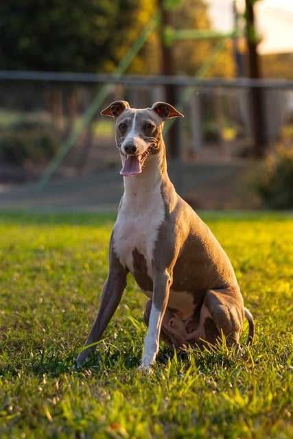 Free Italian Greyhound Dog photo and picture