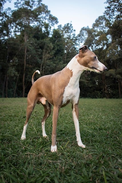 Free Dog Greyhound photo and picture