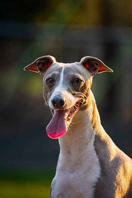 Free Italian Greyhound Greyhound photo and picture