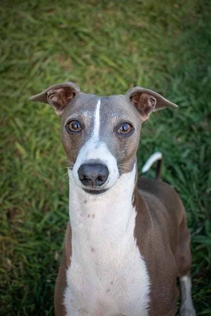 Free Italian Greyhound Dog photo and picture