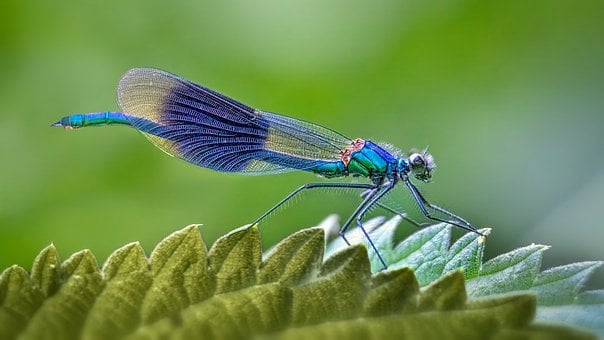 Vazka, Příroda, Entomologie, Křídla