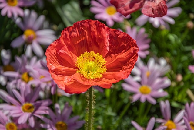 Free Poppy Red Flower photo and picture