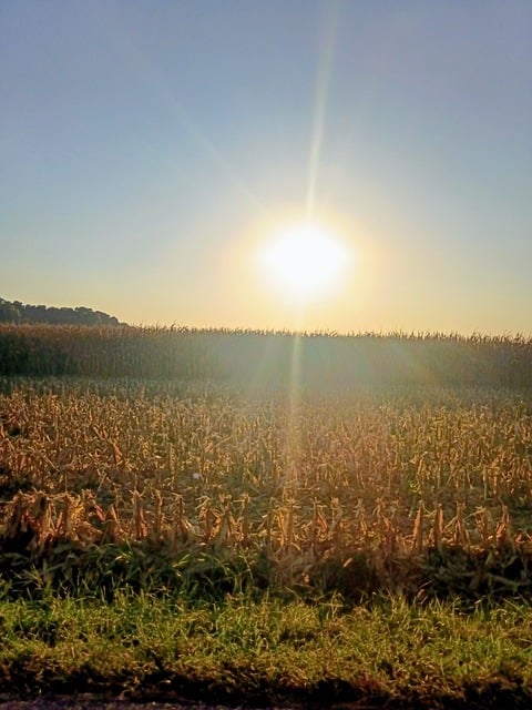 Bauernhof, Mais, Sonne, Sommer, Natur
