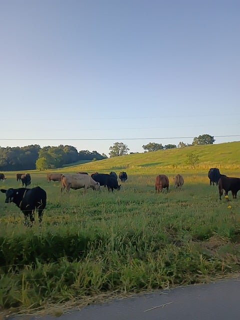 Bauernhof, Kuh, Vieh, Weide, Landschaft