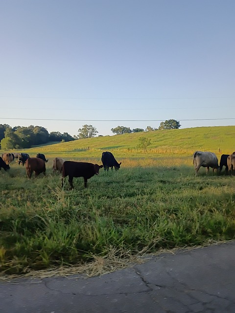 Bauernhof, Viehbestand, Landschaft