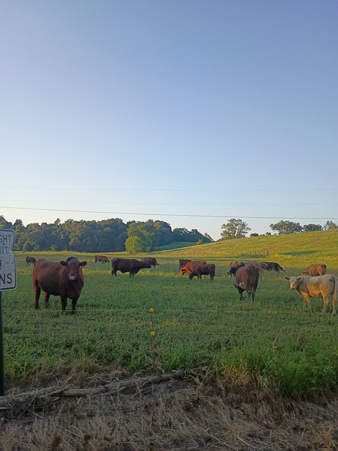 Nutztiere, Kühe, Feld, Ländlich