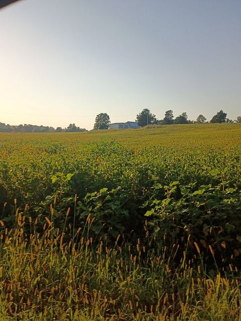 Bauernhof, Feld, Morgen, Sommer