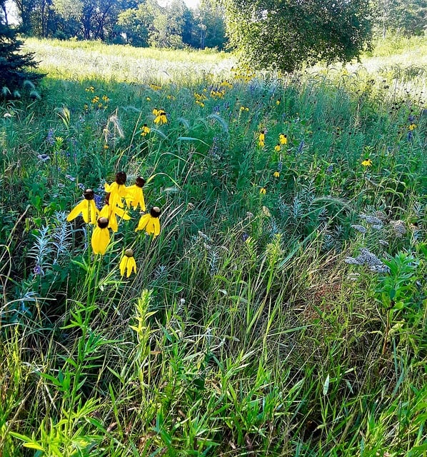 Wildblumen, Wiese, Gelb, Landschaft