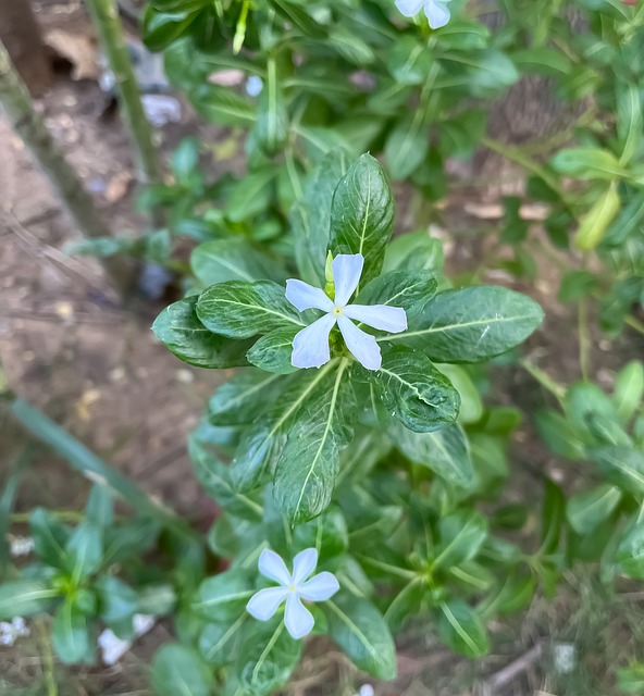 Weiße Blume, Natur, Pflanze, Blüte