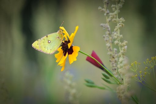 Schmetterling, Blume, Insekt, Natur