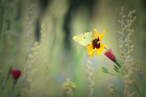 Schmetterling, Blume, Gelb, Natur, Makro