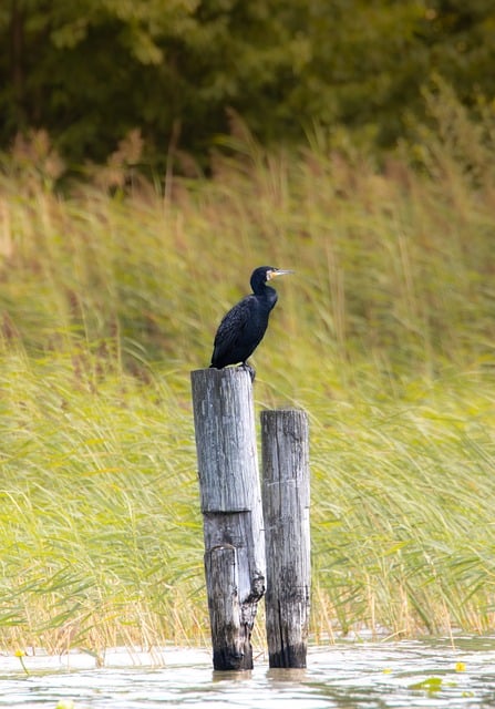 Free Cormorant Bird photo and picture