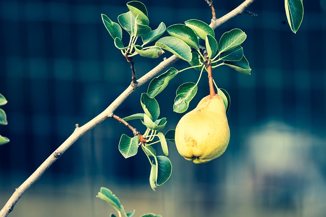 Free Pear Branch photo and picture